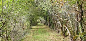 tunnel de verdure