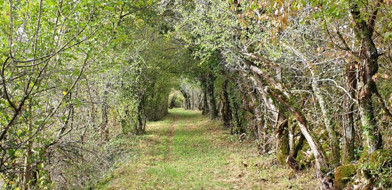 tunnel de verdure