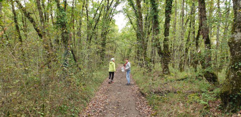 rando dans les bois