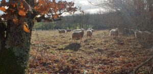 moutons dans les prés d'hiver