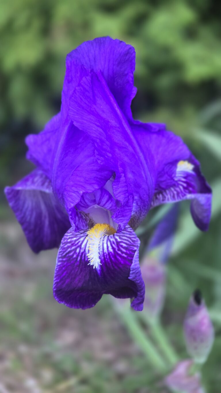 Iris du jardin