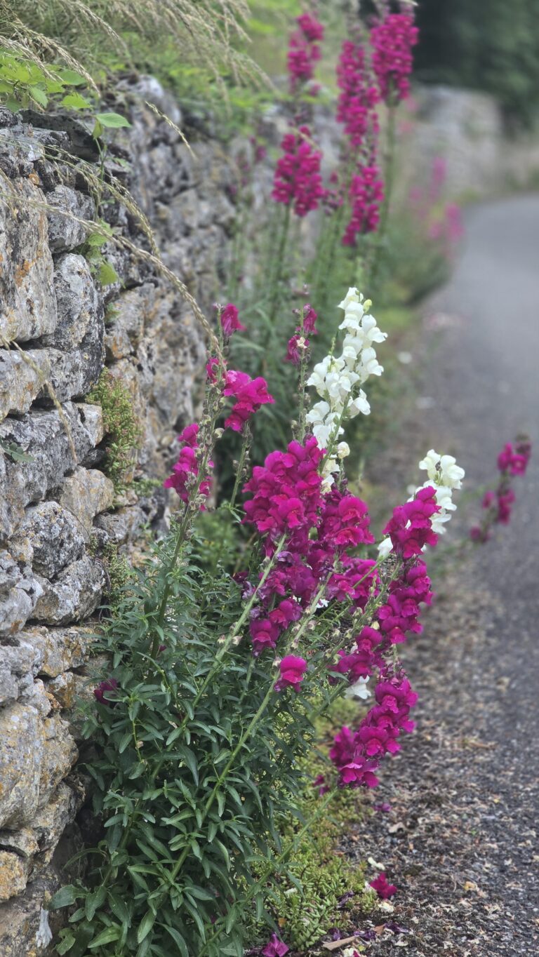 fleurs de murets