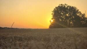 lever de soleil sur les blés (Sérignac)