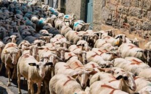 transhumance des brebis dans le village