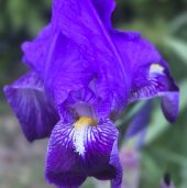 Iris du jardin
